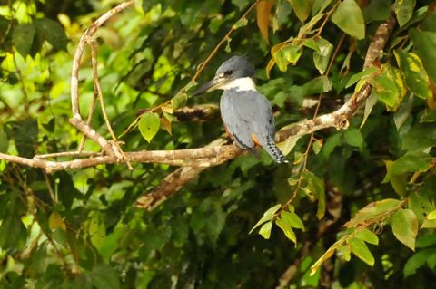 Caño Negro Wildlife Refuge Costa Rica