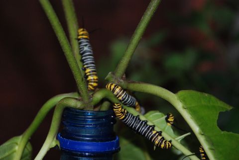 Ecocentro Danaus Night Tour