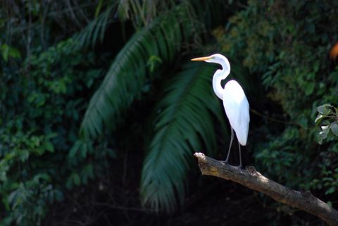 Caño Negro Wildlife Refuge Costa Rica